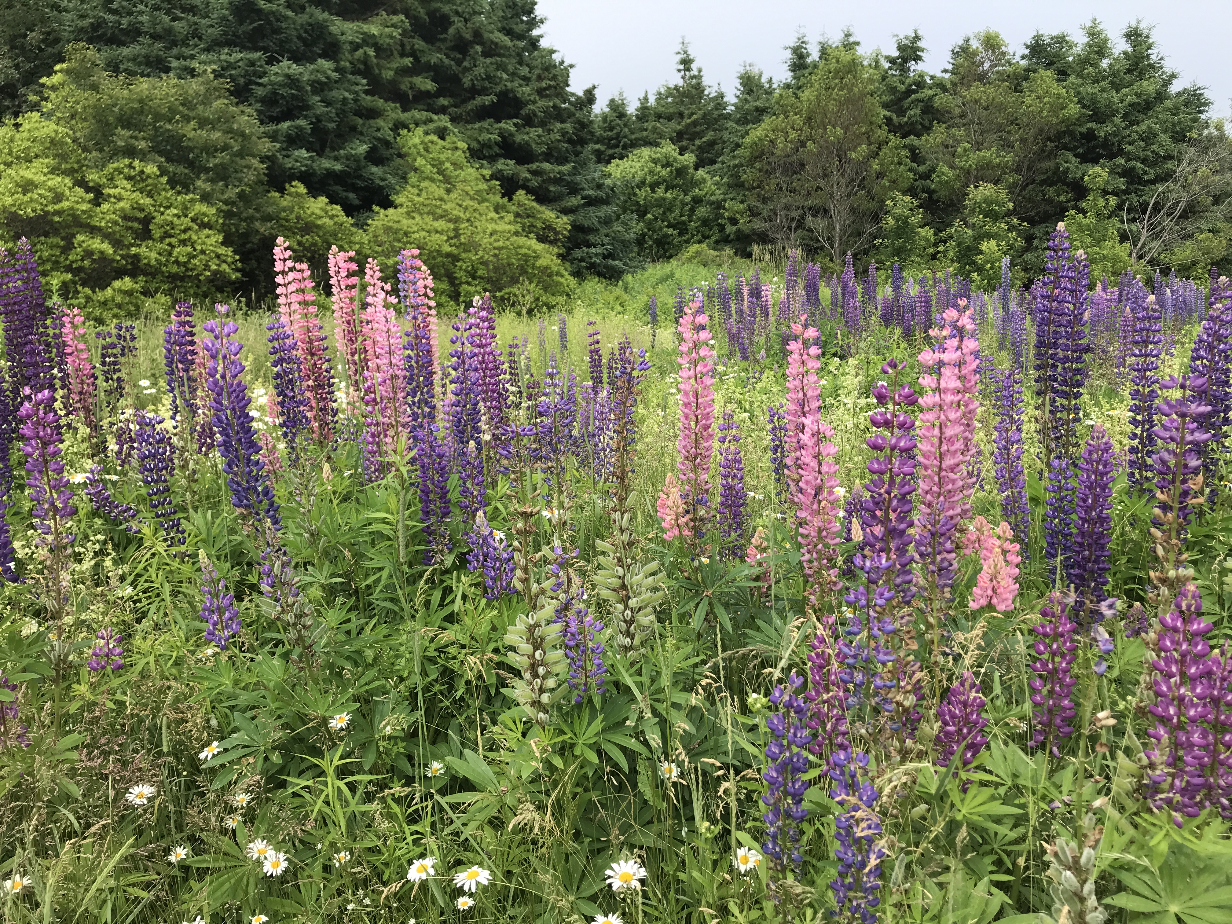 A patch of purple and pink lupins and white daisies growing along a Prince Edward Island roadside. Photo by Julie A Sellers.  