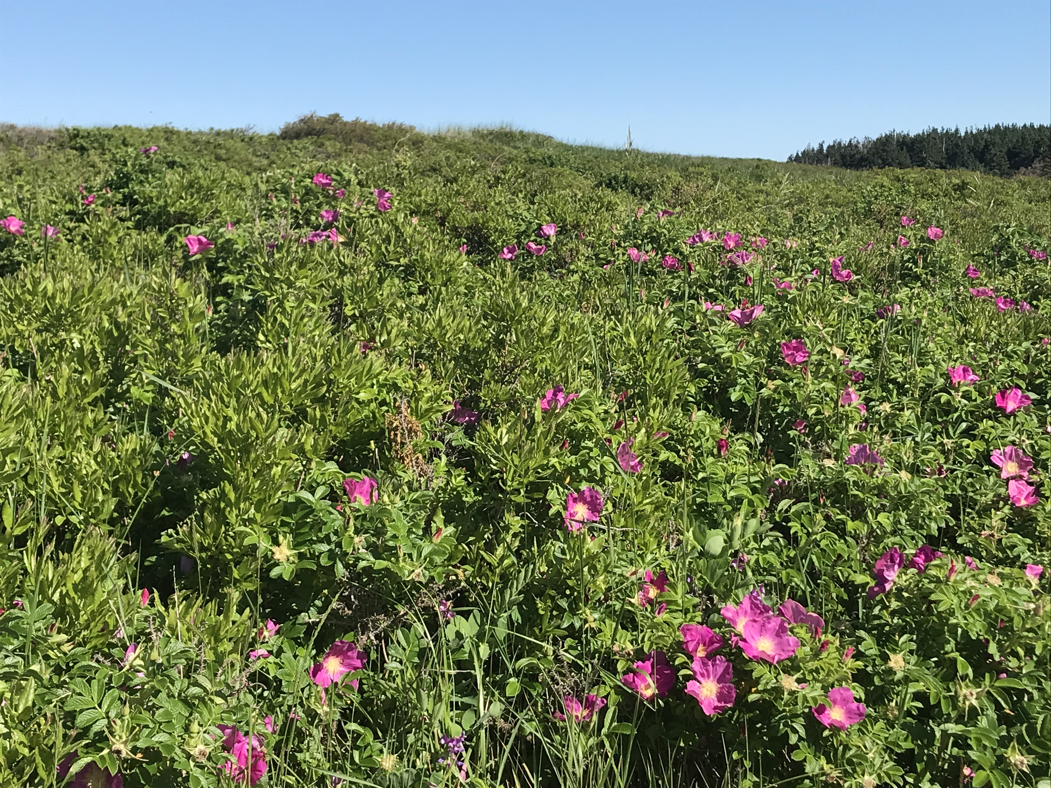 Pink wild roses dotting the sand dunes, Prince Edward Island. Photo by Julie A. Sellers.