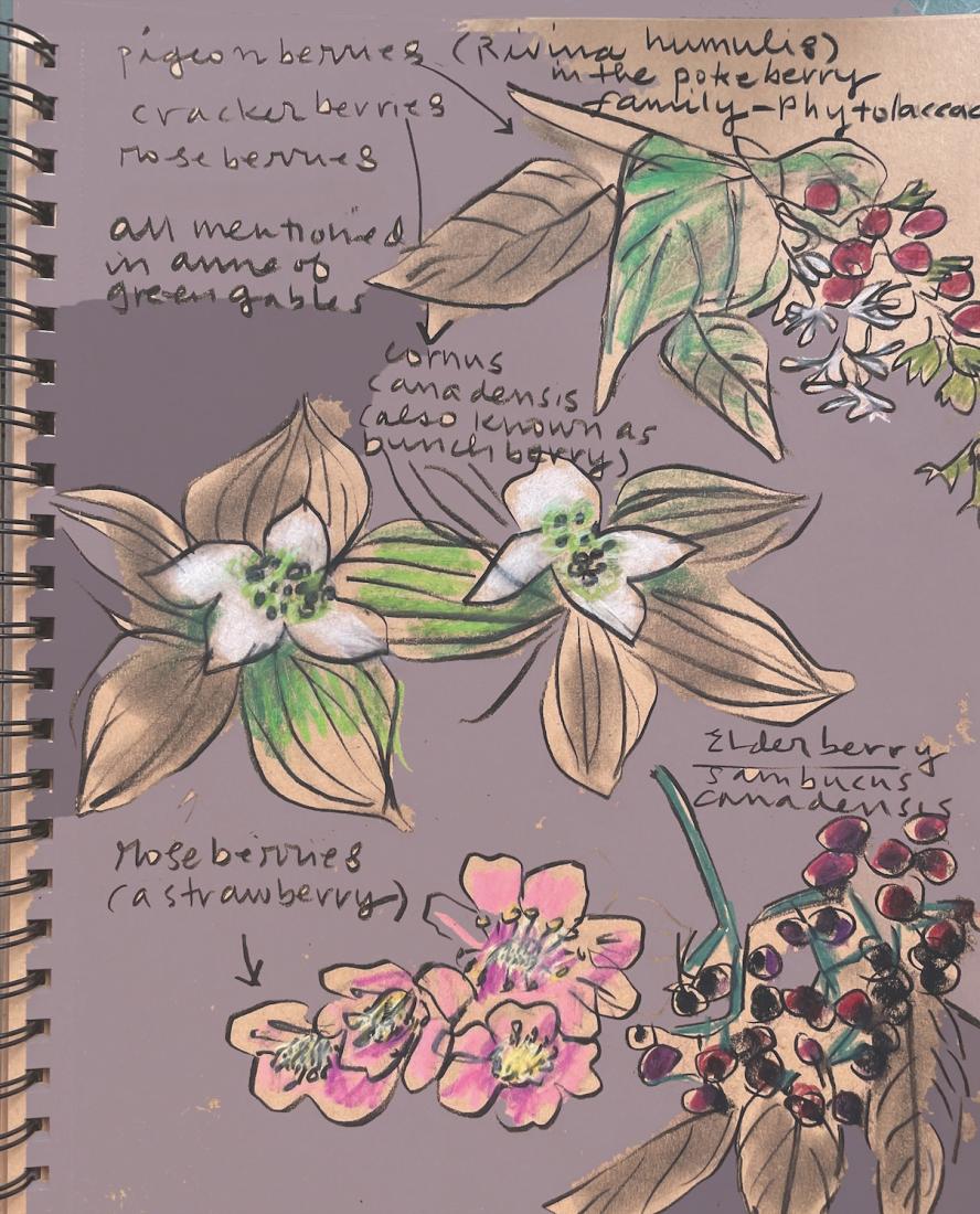 A hand-drawn picture of pigeonberries, crackerberries, roseberries, and elderberries, each labelled with handwritten text. The text also includes the statement: “all mentioned in Anne of Green Gables.”