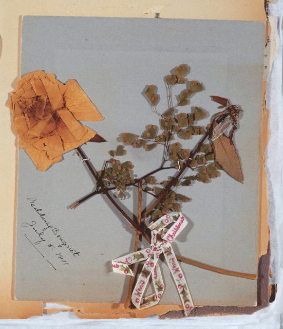 Two pressed roses and a sprig of maidenhair fern from Montgomery’s Red Scrapbook, Archival and Special Collections, University of Guelph.