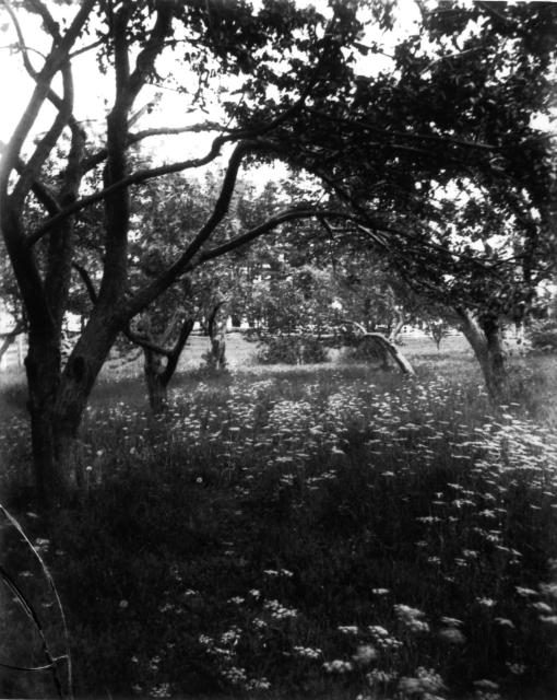 Black and white photo of trees arching over a field of grass and flowers.