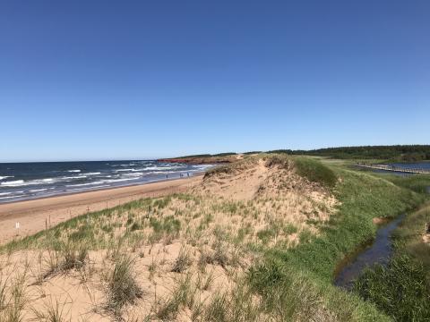 Landscape photo of a sandy shore with grass in the foreground and a sea with windswept waves under a clear blue sky.